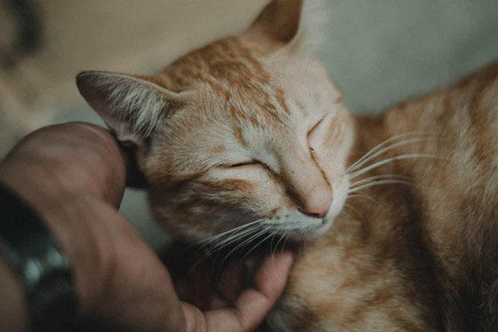 13 حقيقة عن الحيوانات تثير مشاعرك صورة رقم 5 13 حقيقة عن الحيوانات تثير مشاعرك صورة رقم 5