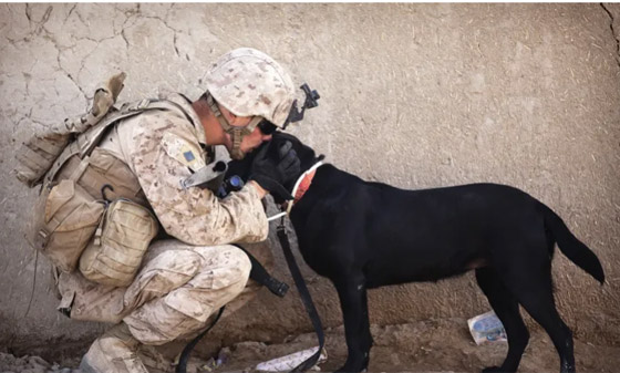 13 حقيقة عن الحيوانات تثير مشاعرك صورة رقم 2 13 حقيقة عن الحيوانات تثير مشاعرك صورة رقم 2