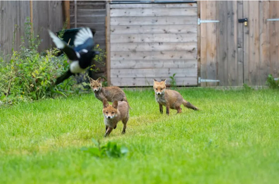 13 حقيقة عن الحيوانات تثير مشاعرك صورة رقم 8 13 حقيقة عن الحيوانات تثير مشاعرك صورة رقم 8