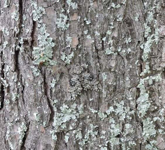 هل يمكنك العثور على حشرة في هذه الصورة؟ أمامك 5 ثوان.. صورة رقم 1 هل يمكنك العثور على حشرة في هذه الصورة؟ أمامك 5 ثوان.. صورة رقم 1