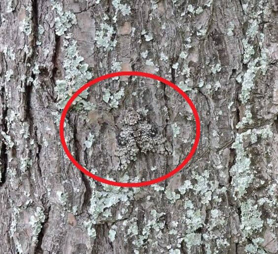 هل يمكنك العثور على حشرة في هذه الصورة؟ أمامك 5 ثوان.. صورة رقم 2 هل يمكنك العثور على حشرة في هذه الصورة؟ أمامك 5 ثوان.. صورة رقم 2