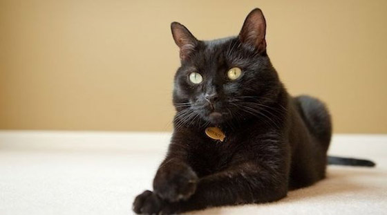 قط ينقذ حياة صاحبته بعد اكتشاف تسرب للغاز في منزلها صورة رقم 1