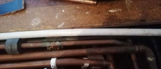 قط ينقذ حياة صاحبته بعد اكتشاف تسرب للغاز في منزلها صورة رقم 3