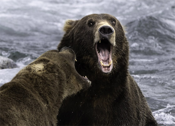 التقطتها باللحظة المناسبة.. أمريكية ترصد صورا طريفة لحيوانات برية صورة رقم 1