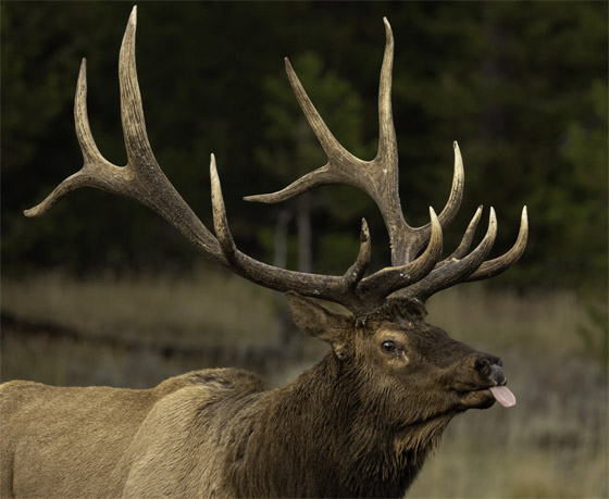 التقطتها باللحظة المناسبة.. أمريكية ترصد صورا طريفة لحيوانات برية صورة رقم 2