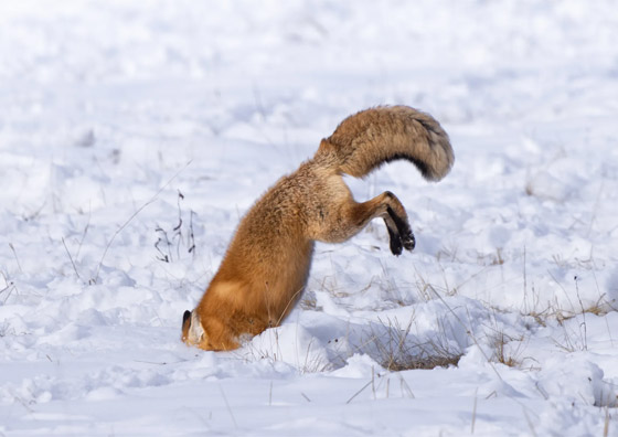 التقطتها باللحظة المناسبة.. أمريكية ترصد صورا طريفة لحيوانات برية صورة رقم 3