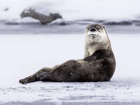 التقطتها باللحظة المناسبة.. أمريكية ترصد صورا طريفة لحيوانات برية صورة رقم 4