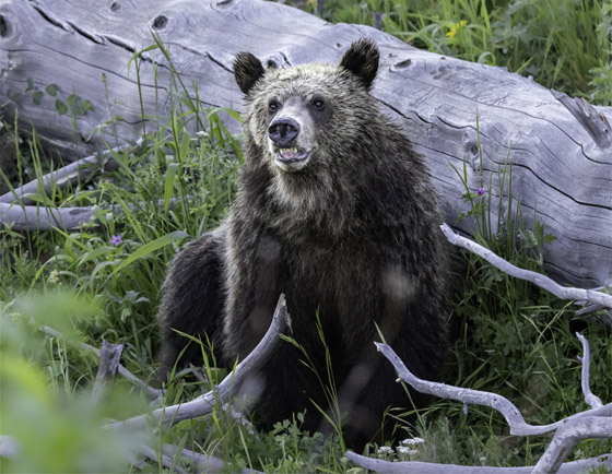 التقطتها باللحظة المناسبة.. أمريكية ترصد صورا طريفة لحيوانات برية صورة رقم 5