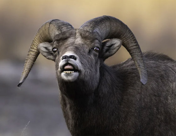 التقطتها باللحظة المناسبة.. أمريكية ترصد صورا طريفة لحيوانات برية صورة رقم 6