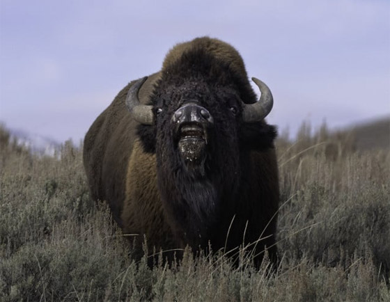 التقطتها باللحظة المناسبة.. أمريكية ترصد صورا طريفة لحيوانات برية صورة رقم 7