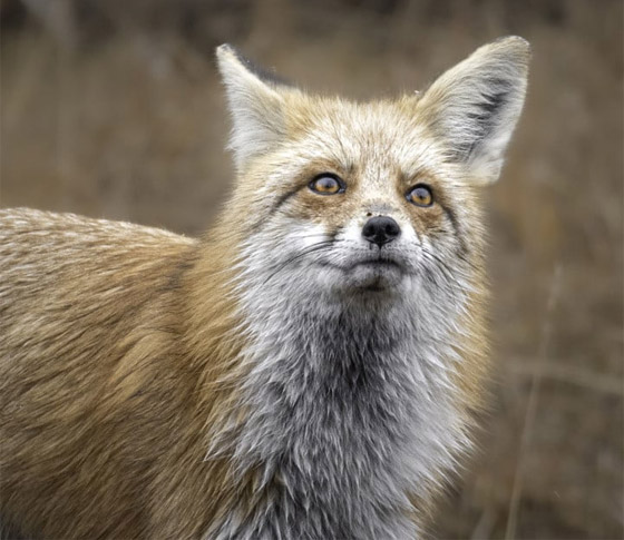 التقطتها باللحظة المناسبة.. أمريكية ترصد صورا طريفة لحيوانات برية صورة رقم 8