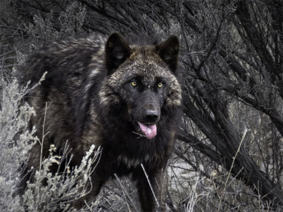 التقطتها باللحظة المناسبة.. أمريكية ترصد صورا طريفة لحيوانات برية صورة رقم 9