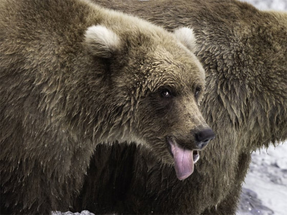 التقطتها باللحظة المناسبة.. أمريكية ترصد صورا طريفة لحيوانات برية صورة رقم 10