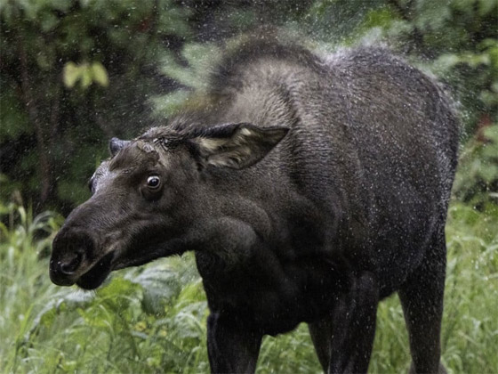 التقطتها باللحظة المناسبة.. أمريكية ترصد صورا طريفة لحيوانات برية صورة رقم 11