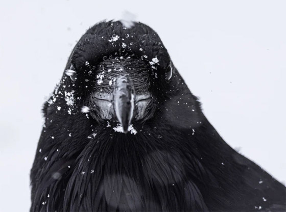 التقطتها باللحظة المناسبة.. أمريكية ترصد صورا طريفة لحيوانات برية صورة رقم 12