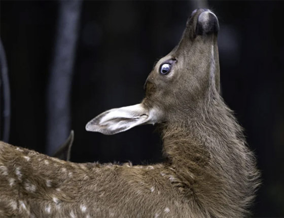 التقطتها باللحظة المناسبة.. أمريكية ترصد صورا طريفة لحيوانات برية صورة رقم 13