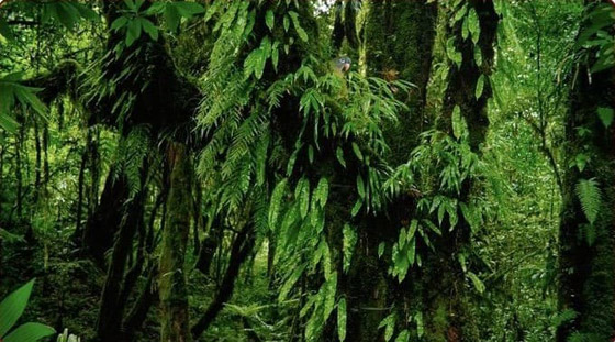 لديك عيون الصقر إذا عثرت على الببغاء بين الأشجار في 5 ثوان صورة رقم 1