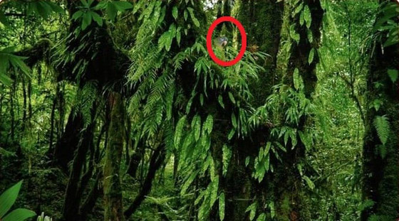 لديك عيون الصقر إذا عثرت على الببغاء بين الأشجار في 5 ثوان صورة رقم 2