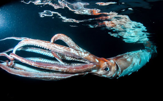 طوله متران وظهر صدفة.. كائن بحري نادر يشغل اليابان (فيديو) صورة رقم 2 طوله متران وظهر صدفة.. كائن بحري نادر يشغل اليابان (فيديو) صورة رقم 2