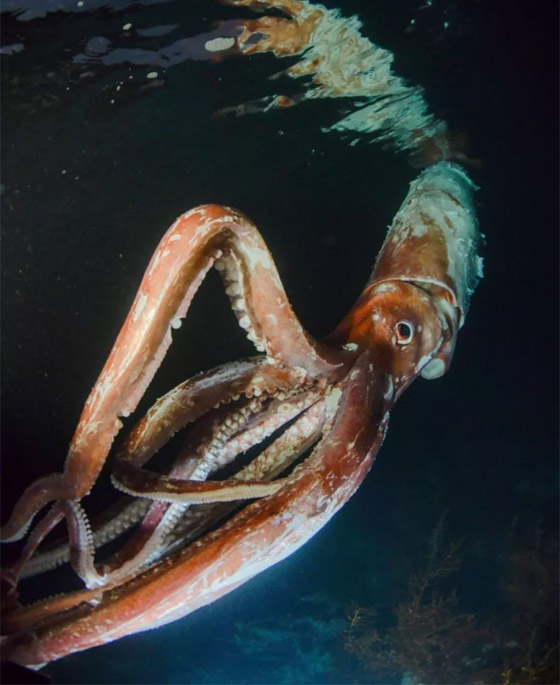 طوله متران وظهر صدفة.. كائن بحري نادر يشغل اليابان (فيديو) صورة رقم 3 طوله متران وظهر صدفة.. كائن بحري نادر يشغل اليابان (فيديو) صورة رقم 3