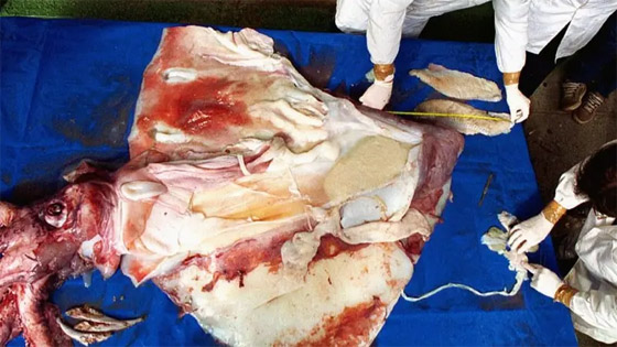 طوله متران وظهر صدفة.. كائن بحري نادر يشغل اليابان (فيديو) صورة رقم 4 طوله متران وظهر صدفة.. كائن بحري نادر يشغل اليابان (فيديو) صورة رقم 4