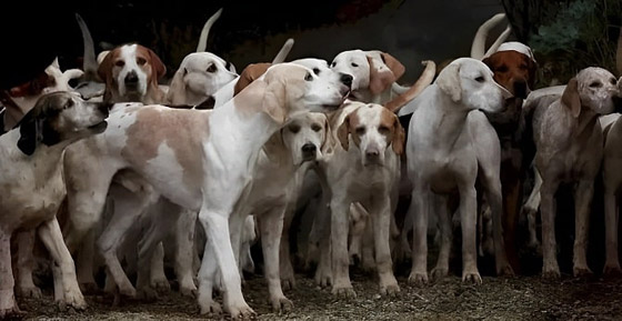 تحد جديد.. هل يمكنك العثور على نمر بين مجموعة الكلاب بـ9 ثوان؟ صورة رقم 1