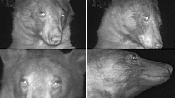 التقط 400 صورة سيلفي في غابة.. 