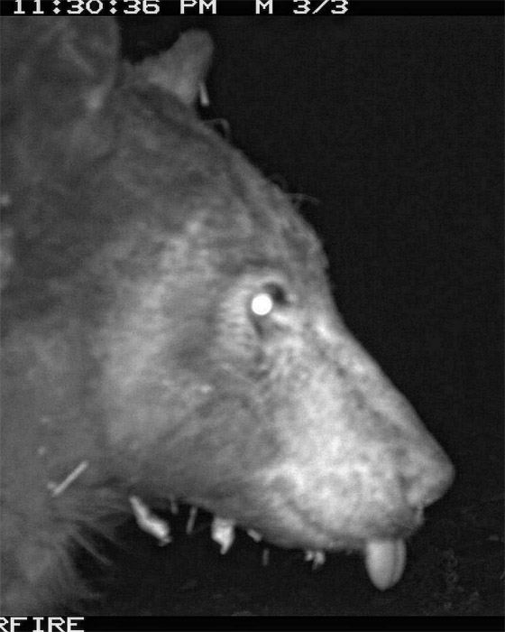 التقط 400 صورة سيلفي في غابة.. 