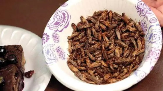 مقزز!!.. الصراصير والديدان ضمن غذاء الأوروبيين بقرار رسمي! صورة رقم 3 مقزز!!.. الصراصير والديدان ضمن غذاء الأوروبيين بقرار رسمي! صورة رقم 3
