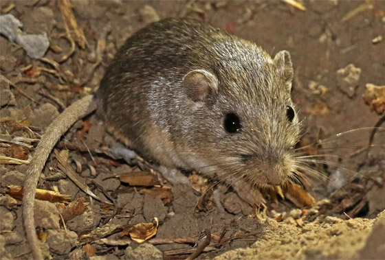 أكبر فأر سنا في العالم يستعد لدخول موسوعة غينيس.. كم يبلغ عمره؟ صورة رقم 1