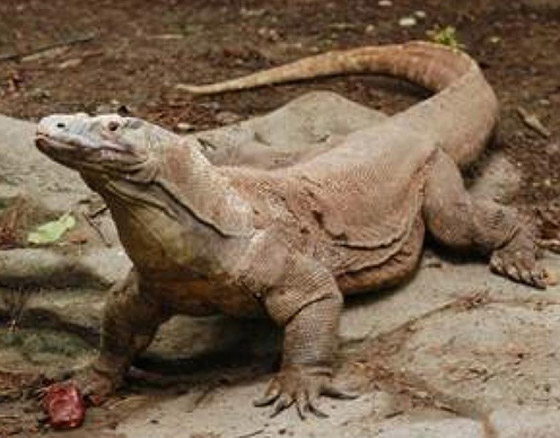 صور: أغرب هدايا تلقاها الرؤساء.. بغل وأفيال وسحلية وباندا وزيت زيتون فلسطيني صورة رقم 8