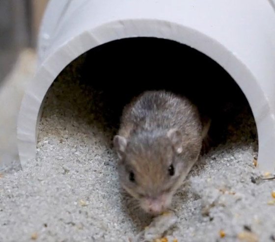 فأر صغير يحظى بلقب كبير ويدخل غينيس! صورة رقم 3