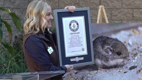 فأر صغير يحظى بلقب كبير ويدخل غينيس! صورة رقم 1