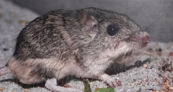 فأر صغير يحظى بلقب كبير ويدخل غينيس! صورة رقم 6