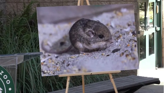 فأر صغير يحظى بلقب كبير ويدخل غينيس! صورة رقم 2