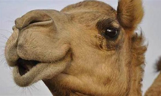 6 اشخاص في الهند ينتقمون بشكل وحشي من جمل!! ماذا حدث؟ صور.. صورة رقم 1 6 اشخاص في الهند ينتقمون بشكل وحشي من جمل!! ماذا حدث؟ صور.. صورة رقم 1