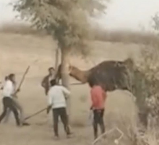 6 اشخاص في الهند ينتقمون بشكل وحشي من جمل!! ماذا حدث؟ صور.. صورة رقم 3 6 اشخاص في الهند ينتقمون بشكل وحشي من جمل!! ماذا حدث؟ صور.. صورة رقم 3