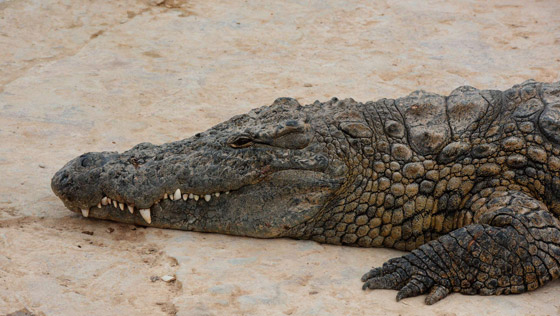 تمساح يهاجم أسرة مصرية في بيتها ويرعبها! التهم جروا صغيرا واقترب من الاطفال! صورة رقم 5