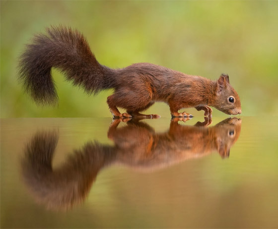 لحظة مذهلة.. مصور يرصد ردة فعل سنجاب برؤيته انعكاسه على سطح المياه صورة رقم 1 لحظة مذهلة.. مصور يرصد ردة فعل سنجاب برؤيته انعكاسه على سطح المياه صورة رقم 1