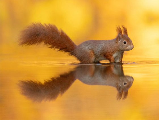 لحظة مذهلة.. مصور يرصد ردة فعل سنجاب برؤيته انعكاسه على سطح المياه صورة رقم 3 لحظة مذهلة.. مصور يرصد ردة فعل سنجاب برؤيته انعكاسه على سطح المياه صورة رقم 3