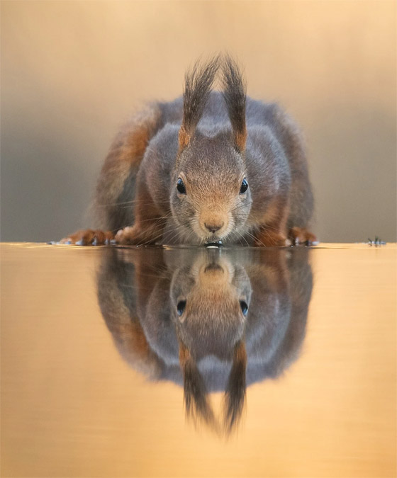 لحظة مذهلة.. مصور يرصد ردة فعل سنجاب برؤيته انعكاسه على سطح المياه صورة رقم 2 لحظة مذهلة.. مصور يرصد ردة فعل سنجاب برؤيته انعكاسه على سطح المياه صورة رقم 2