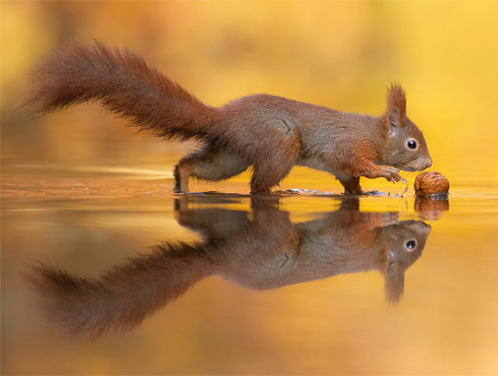 لحظة مذهلة.. مصور يرصد ردة فعل سنجاب برؤيته انعكاسه على سطح المياه صورة رقم 4 لحظة مذهلة.. مصور يرصد ردة فعل سنجاب برؤيته انعكاسه على سطح المياه صورة رقم 4