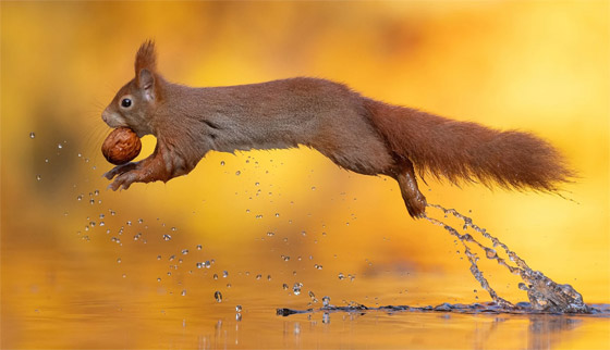 لحظة مذهلة.. مصور يرصد ردة فعل سنجاب برؤيته انعكاسه على سطح المياه صورة رقم 5 لحظة مذهلة.. مصور يرصد ردة فعل سنجاب برؤيته انعكاسه على سطح المياه صورة رقم 5