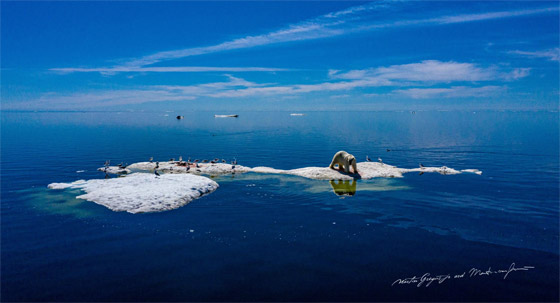 كندي يدهش متابعيه بصور لدببة قطبية محاطة بالزهور بدلا من الثلوج صورة رقم 7