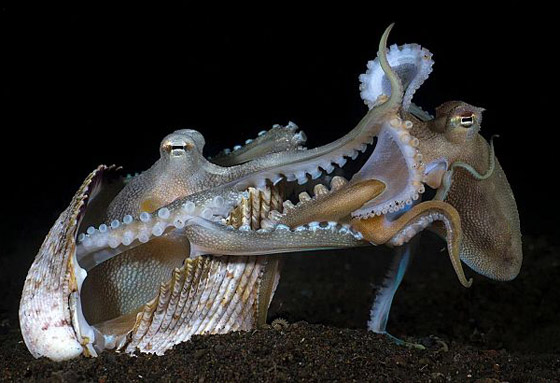 إليكم صور لافتة من مسابقة أفضل مصور تحت الماء لعام 2023 صورة رقم 9