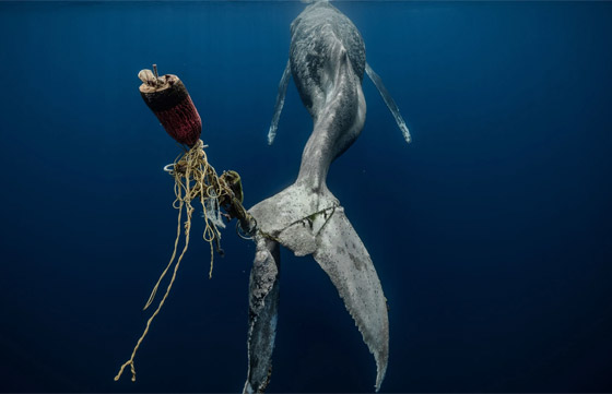 إليكم صور لافتة من مسابقة أفضل مصور تحت الماء لعام 2023 صورة رقم 5