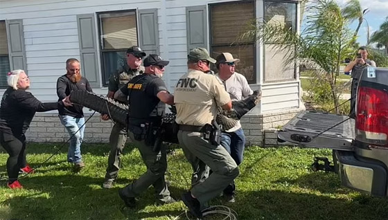 فيديو: لقطات مرعبة لتمساح بطول 10 أقدام يسحب مسنة للبحيرة ويلتهمها! صورة رقم 6 فيديو: لقطات مرعبة لتمساح بطول 10 أقدام يسحب مسنة للبحيرة ويلتهمها! صورة رقم 6