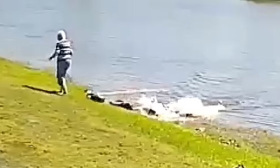 فيديو: لقطات مرعبة لتمساح بطول 10 أقدام يسحب مسنة للبحيرة ويلتهمها! صورة رقم 3 فيديو: لقطات مرعبة لتمساح بطول 10 أقدام يسحب مسنة للبحيرة ويلتهمها! صورة رقم 3
