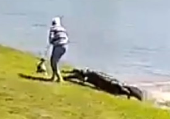 فيديو: لقطات مرعبة لتمساح بطول 10 أقدام يسحب مسنة للبحيرة ويلتهمها! صورة رقم 4 فيديو: لقطات مرعبة لتمساح بطول 10 أقدام يسحب مسنة للبحيرة ويلتهمها! صورة رقم 4