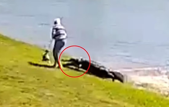 فيديو: لقطات مرعبة لتمساح بطول 10 أقدام يسحب مسنة للبحيرة ويلتهمها! صورة رقم 1 فيديو: لقطات مرعبة لتمساح بطول 10 أقدام يسحب مسنة للبحيرة ويلتهمها! صورة رقم 1